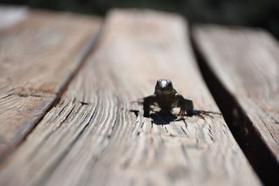 Close-up of lizard on wooden table
