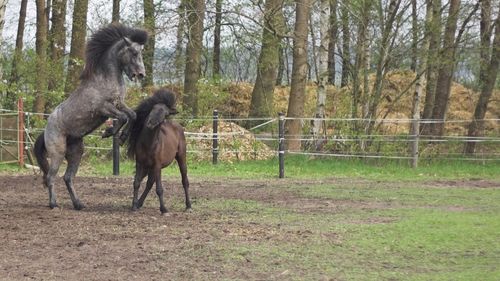 Horse standing on grassy field
