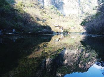 Reflection of trees in water