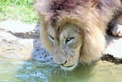 Close-up of lion in water