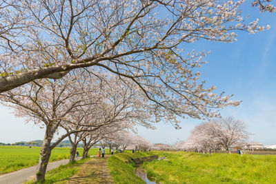 Cherry blossom trees along the river 
 kusaba river, chikuzen town, fukuoka prefecture