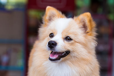 Close-up of dog looking away