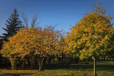 View of trees against clear sky