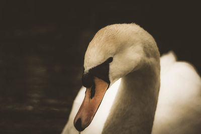 Close-up of swan