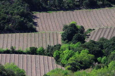 Scenic view of farm against trees