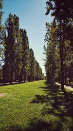 Trees on grassy field against clear sky