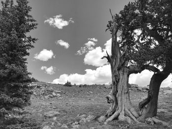 Trees on field against sky