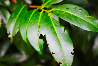 Close-up of green leaves on plant