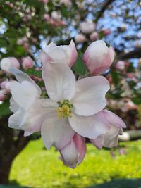 Close-up of pink cherry blossoms