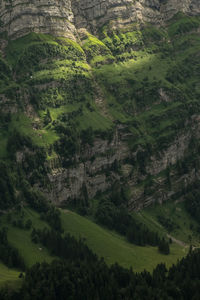 Scenic view of agricultural field