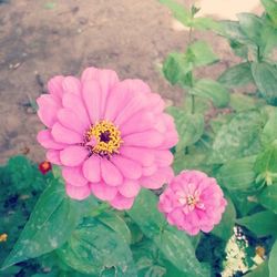 Close-up of pink flower