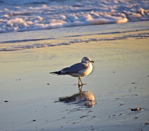 Seagull perching on a beach