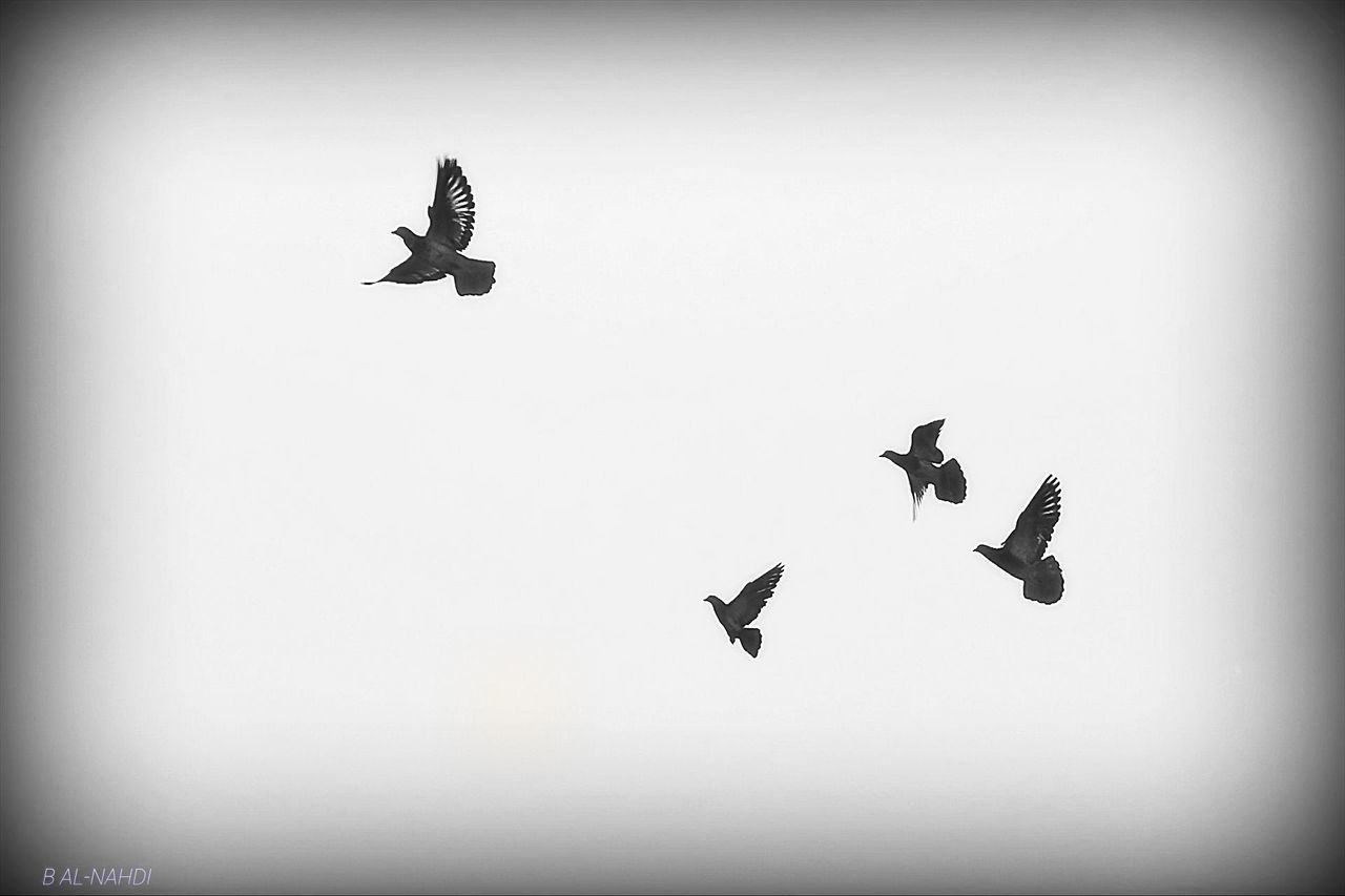LOW ANGLE VIEW OF KITES FLYING IN SKY