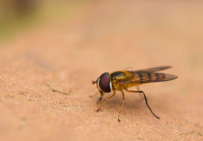 Close-up of fly