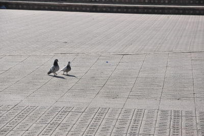 High angle view of pigeons on footpath