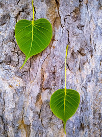 Close-up of leaves on tree trunk against wall