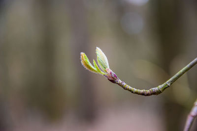 Close-up of flower bud growing outdoors