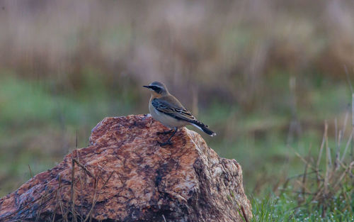 Close-up of bird perching on rock
