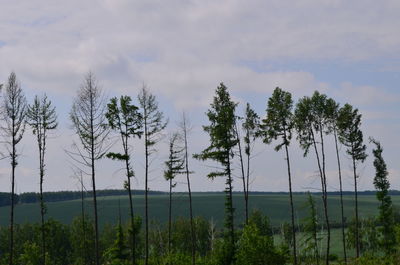 Scenic view of trees against sky