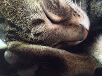 Close-up of cat sleeping