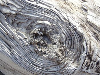 Full frame shot of tree trunk