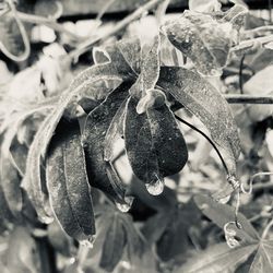 Close-up of wilted plant during winter