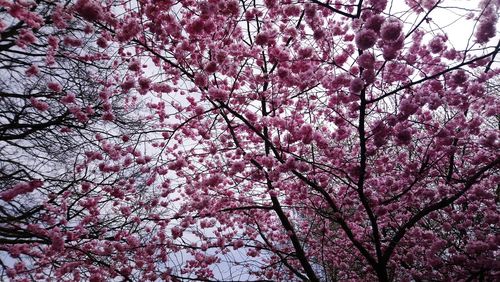 Low angle view of cherry blossom tree