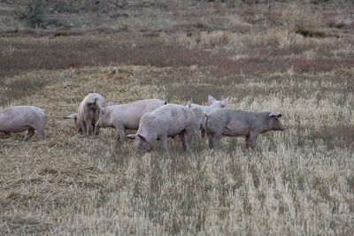 Cows on field