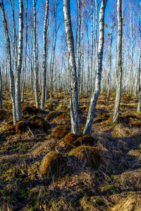 Bare trees in forest during winter