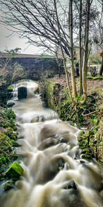 Scenic view of stream flowing through forest