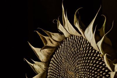 Close-up of wilted plant against black background