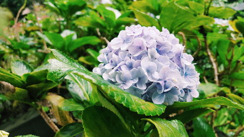 Close-up of flowers