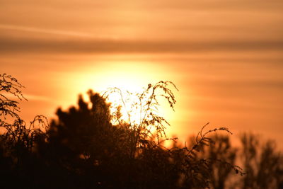 Silhouette plants on field against romantic sky at sunset