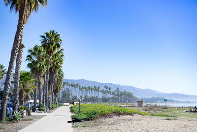 Road by palm trees against clear blue sky