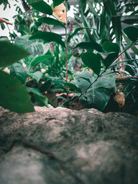 Close-up of tree trunk