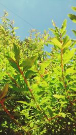 Low angle view of fresh green plant