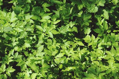 Full frame shot of leaves on field