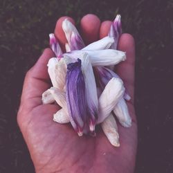 Close-up of hand holding purple flower