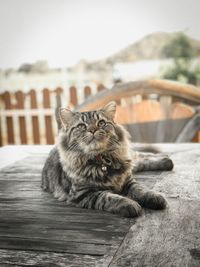 Portrait of cat resting on floor