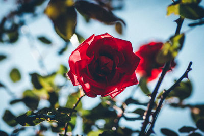 Close-up of red flowers blooming against sky