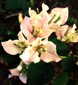 Close-up of pink flowers