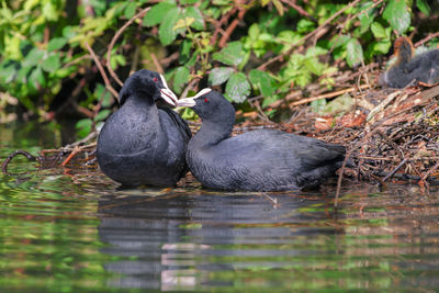 Ducks in a lake