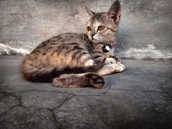 Portrait of cat lying on floor