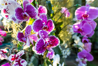 Close-up of purple flowering plants