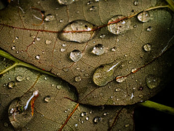 Full frame shot of raindrops on leaf