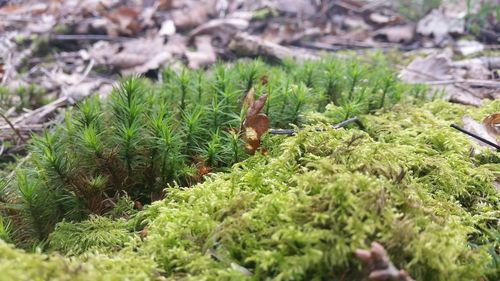 Close-up of plants growing on field