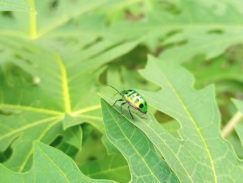 A macro shot of a bug, resting on a leaf