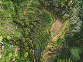 High angle view of rice paddy