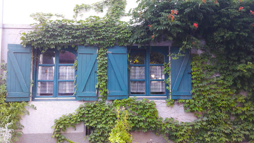 Ivy growing on house