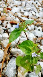 Close-up of plant